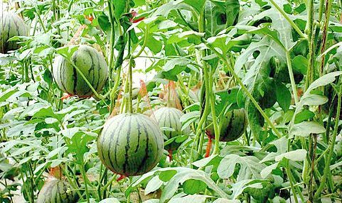 午夜精品福利视频系统 午夜精品福利视频系统