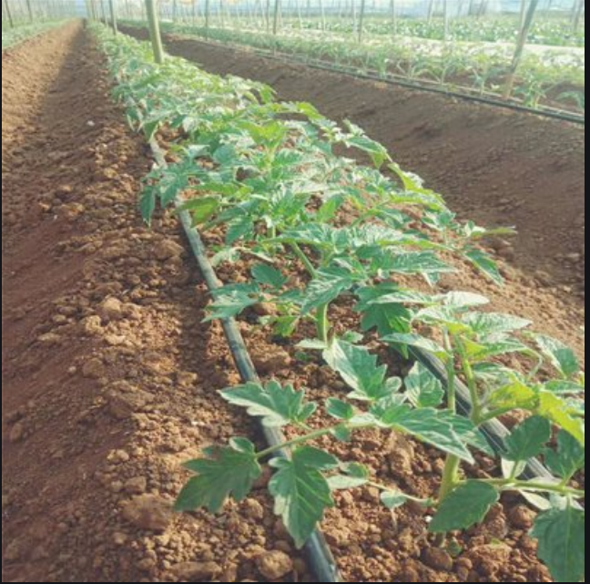 1597803511302533.png 果园截图.png